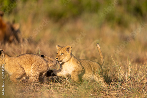 Quadro su tela Two lion cubs tussle in dry grass beside an adult lion resting out