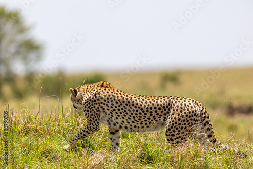 Canvas Print A cheetah walks in profile through grassland its slender spotted body