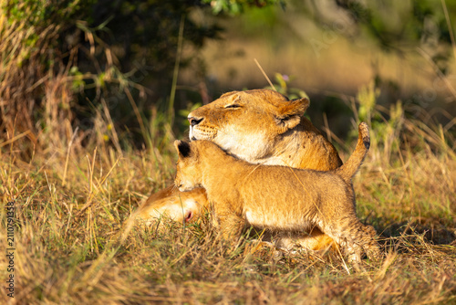 Photography Lion cub clambering over its mother as the lioness lies resting