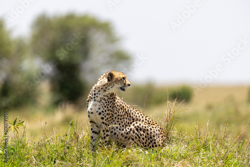 Photography Cheetah sitting on a low grassy rise and looking back