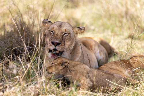Canvas Print A lioness rests in dry grass with her cubs sprawled beside her blood
