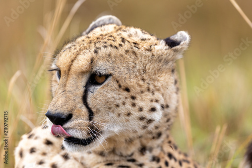 Photography A cheetah licks its nose while resting in dry grass in a close