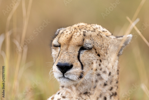 Photography Cheetah rests with its eyes closed in dry grass its face lit
