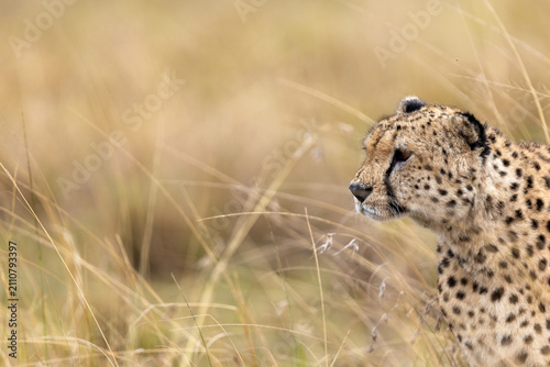 Photography A cheetah lifts its head above wind-blown golden grass scanning