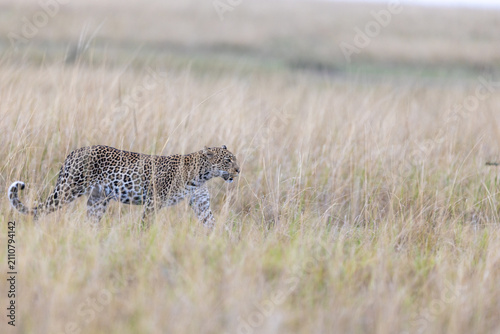 Photography A leopard moves low through tall golden grass in soft flat