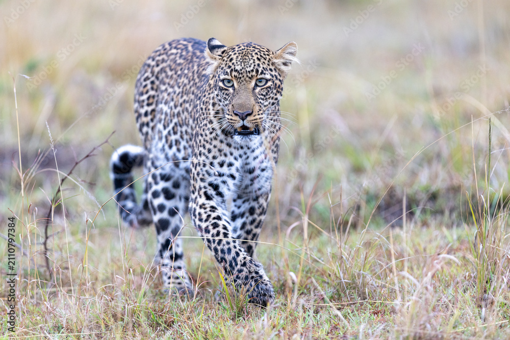 Fototapeta premium A leopard walks straight toward the camera through short grass staring. Masai Mara National Reserve Kenya.