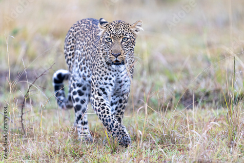 Photography A leopard walks straight toward the camera through short grass staring