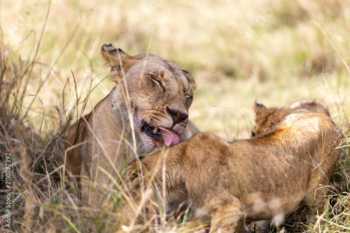 Canvas Print A lioness licks her cub with eyes closed as it presses