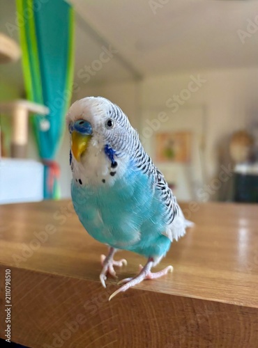 jolie perruche ondulée bleue en liberté en intérieur