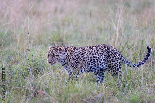 Photography Leopard walking in profile through tall grass in soft dusk