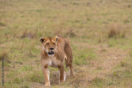 Photography A lioness walks directly toward the camera across open green grassland