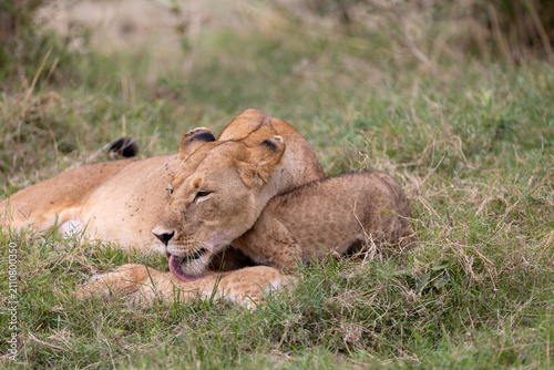 Canvas Print A lioness rests in the grass as her cub nuzzles