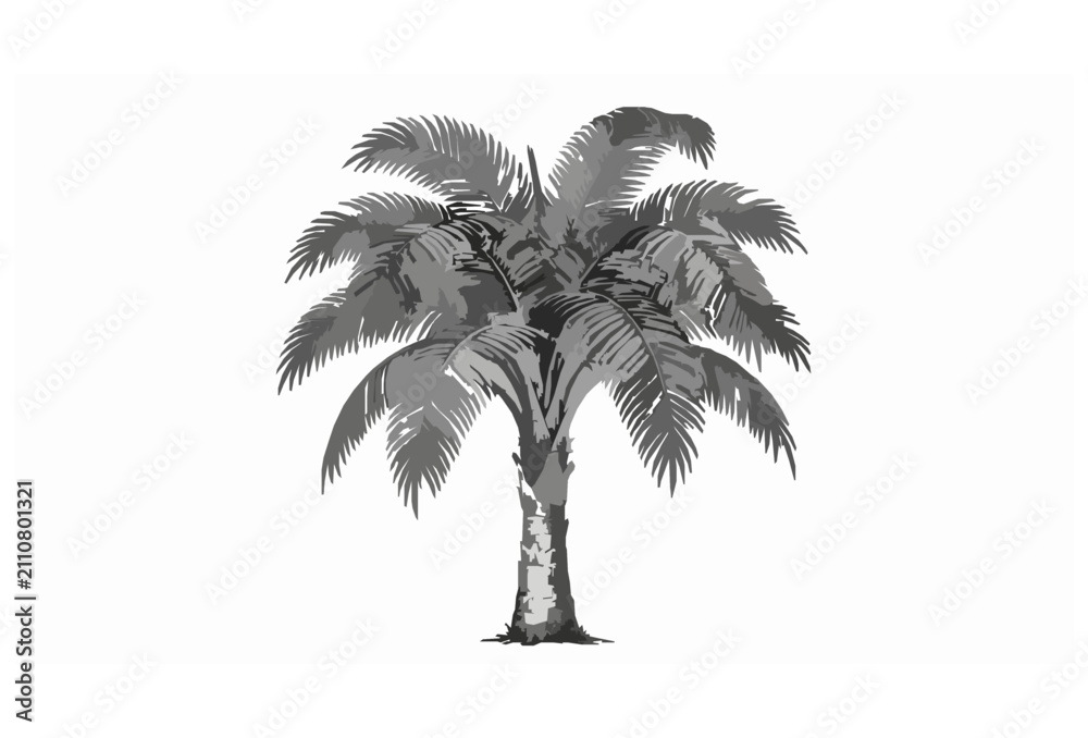 Fototapeta premium Classic Tropical Palm Tree Hand Drawn Botanical Vector Art Isolated on White