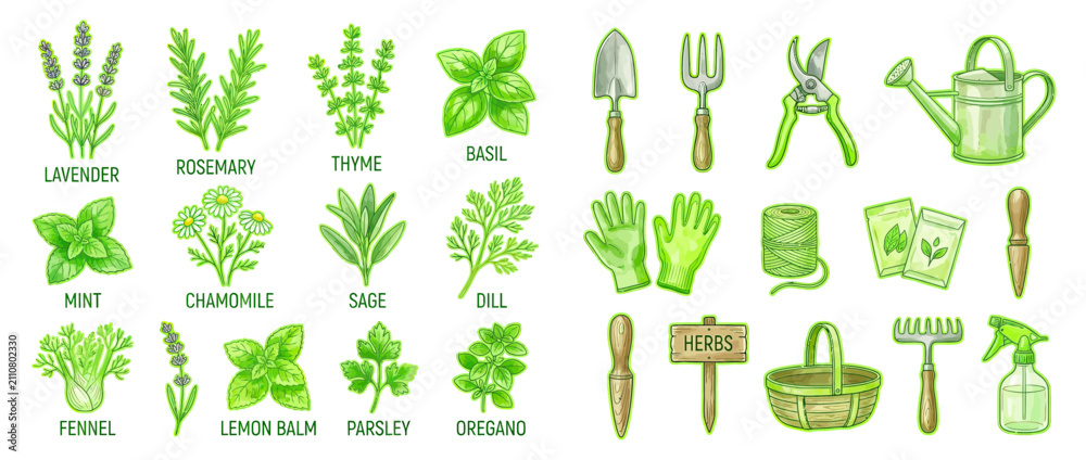 Fototapeta premium Watercolor Botanical Herbs and Gardening Tools Collection