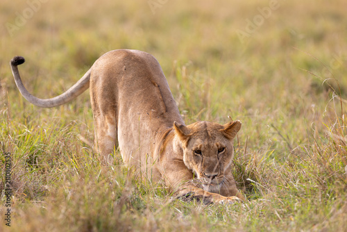 Фотография A lioness crouches low over a small kill in short grass her tail