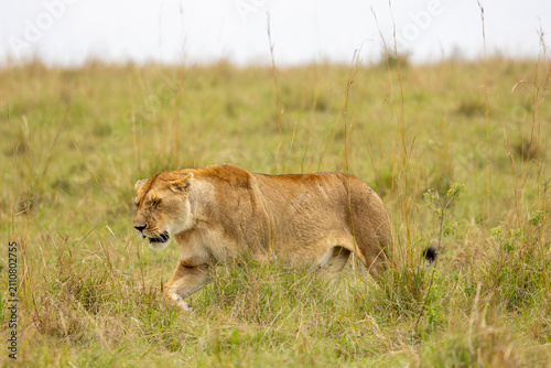 Photography A lioness walks through the tall grass head lowered as she moves