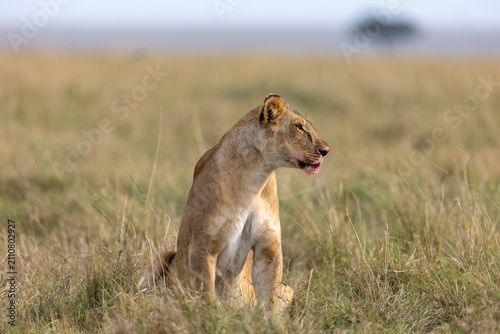 Photography A lioness sits upright in dry grass on the wide plains