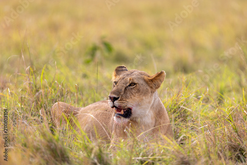 Photography A lioness lies half-hidden in tall grass with her mouth