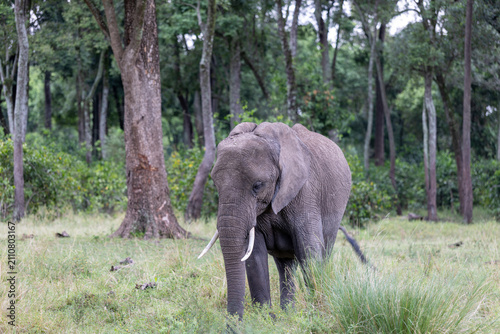 Canvas Print An African elephant stands at the edge of woodland tusks visible among