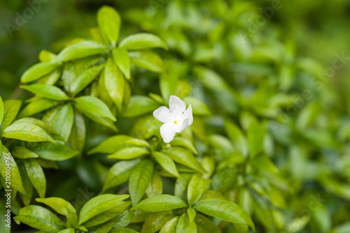 Obraz na plátně Single white flower blooms among lush green foliage