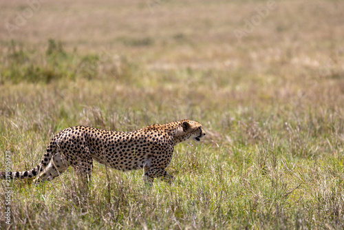 Photography Cheetah walks head-low through open grassland scanning the plains