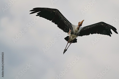 The Painted Stork inhabits the wild in Thailand.
