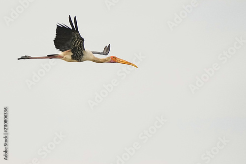 The Painted Stork inhabits the wild in Thailand.