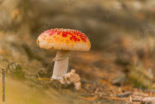 Obraz na płótnie Closeup poprtrait of a fly agaric mushroom. Amanita muscaria