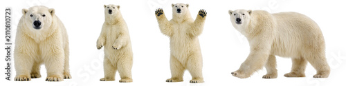 Konstfotografi Polar bear poses set isolated PNG, white arctic bears standing walking and wavin