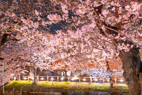 Cuadro en lienzo 川越・新河岸川を彩る満開の夜桜