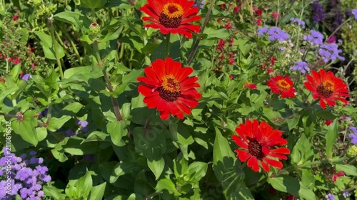 Bright red zinnia flowers blooming in a garden with green leaves