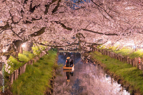 川越・新河岸川を彩る満開の夜桜
