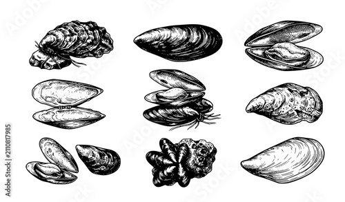 Konstfotografi Title:
Hand Drawn Mussel Shell Collection Retro Engraving Seafood Vector Illustr