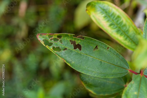 Green leaf with holes from insect damage. Blurry background shows natural foliage. Leaf edges show signs of feeding activity. Leaf veins and texture are clearly visible