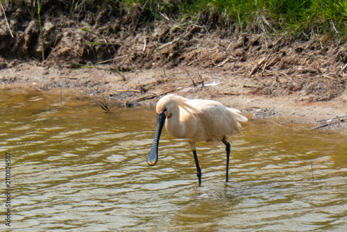 spoonbill