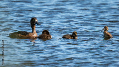 Tufted duck with ducklings swimming in Nieuwe Driemanspolder