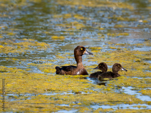Adult tufted duck with growing ducklings swimming in Nieuwe Driemanspolder