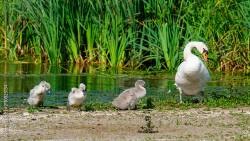 Canvastavla Mute swan and cygnets exploring Nieuwe Driemanspolder in Netherlands