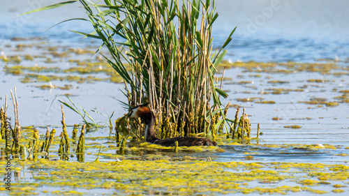 Great Crested Grebe swimming in wetlands at Nieuwe Driemanspolder