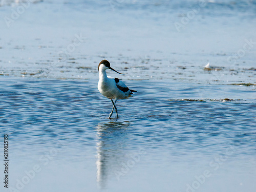 Pied avocet wading in water at Nieuwe Driemanspolder bird habitat