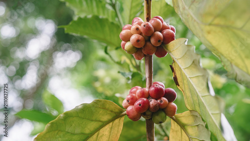 Foto Ripe Arabica coffee cherries (Coffea arabica) growing naturally on a coffee tree branch with green leaves