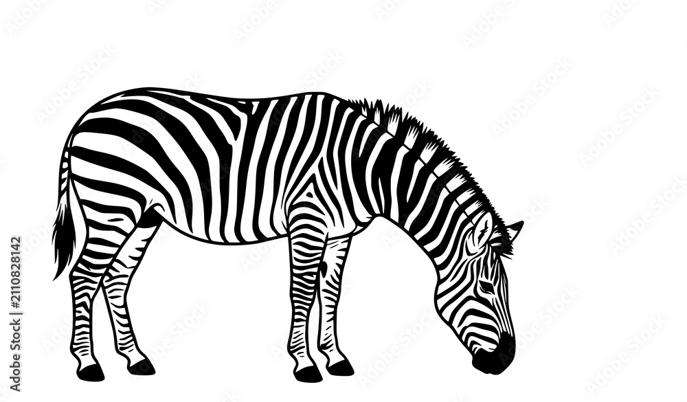 Obraz premium Grazing Zebra Isolated on White Background Minimal Flat Vector Illustration