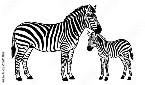 Photography Mother Zebra and Foal Isolated on White Background Flat Vector Illustration