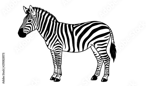 Photography Realistic Zebra Side View Isolated on White Background Flat Vector Illustration
