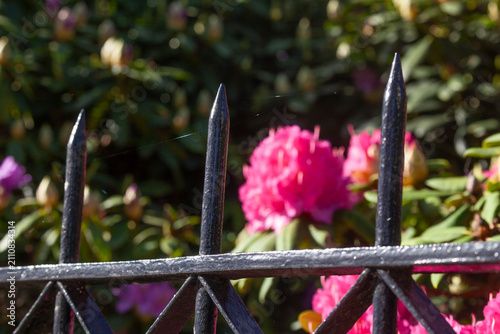 Rosarote Rhododendronblüte mit Gartenzaun, Close-Up, Deutschland