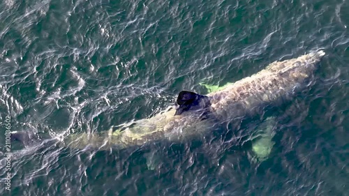 Aerial view of basking sharks at Muckross Head ,Donegal - Ireland