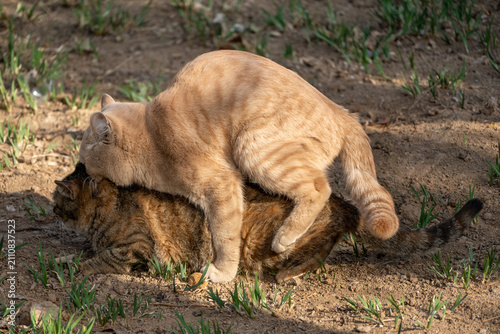 Foto Outdoor photography of stray cats mating and reproducing in nature