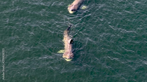 Aerial view of basking sharks at Muckross Head ,Donegal - Ireland