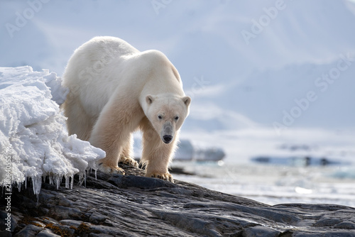 Adult male polar bear, Ursus maritimus, standing on coastal rocks in its natural habitat, with a snow and ice landscape background and copy space. Kongsfjorden, Svalbard.