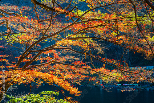 Beautiful autumn foliage with vibrant red maple leaves at a historic temple in Kyoto, Japan